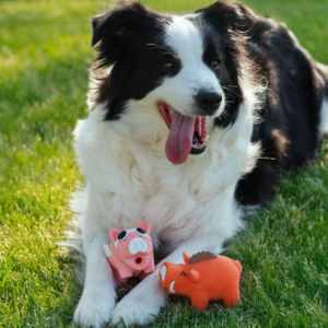 Jouet en peluche en latex pour <span class=keywords><strong>chien</strong></span>, cochon bouclé, activé par la pression, couineur, résistant aux morsures, pour le nettoyage des dents et la dentition, utilisation quotidienne intérieure et extérieure - Product Image 1
