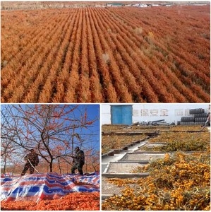 Extractos de plantas en polvo de espino cerval de mar orgánicos Suplementos Alimentarios Gem - Product Image 2