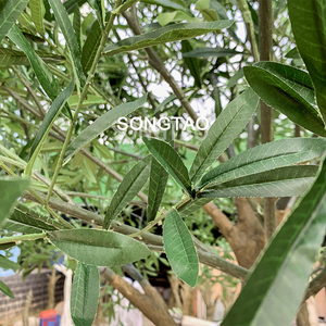 공장 직판 인조 올리브 나무 UV 저항성 대형 4M 인조 올리브 나무 실내외 장식용 - Product Image 4