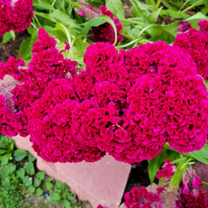 Bouquet de <span class=keywords><strong>fleurs</strong></span> séchées, 1 pièce, rose foncé, cellophane, cafard, <span class=keywords><strong>fleurs</strong></span> pour la <span class=keywords><strong>fête</strong></span> <span class=keywords><strong>des</strong></span> <span class=keywords><strong>mères</strong></span> - Product Image 5