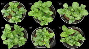 อาหารเสริมไดแอมโมเนียมไฮโดรเจนฟอสเฟตเกรดอาหารสำหรับผักและผลไม้ - Product Image 2