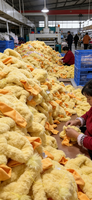 Vêtements pour ours en peluche personnalisés en usine : T-shirt et jean en denim