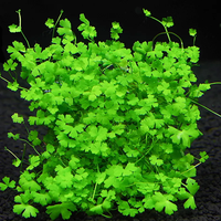 Plantes aquatiques décoratives pour aquariums et bacs à poissons, type trèfle aquatique, pour la vente en gros