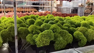 Dekorasi bunga kering alami, bunga hidrangeas Anna yang diawetkan - Product Image 2