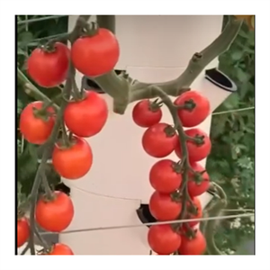 Système hydroponique aéroponique Tour aéroponique anti-UV Plantation de tomates Plantation à domicile - Product Image 1