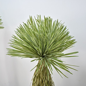 Artificial Dragon Blood <b>Tree</b> 170cm Soft PVC High Simulation Indoor <b>Outdoor</b> Decoration Plant Ornament - Product Image 4