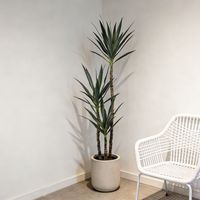Plante d'Agave du Désert Artificielle en Plastique de Haute Qualité 160CM, Décoration Paysagère Evergreen, Faux Arbre pour Décoration Intérieure, Plante d'Intérieur