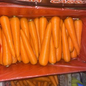 "جزر طازج بجودة جيدة مصنوع في الصين" - Product Image 6