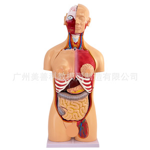 Torse bisexuel de 85 cm, structure d'organes humains détachable en 23 pièces, anatomie tissulaire, structure des organes internes, structure de distribution des organes - Product Image 3
