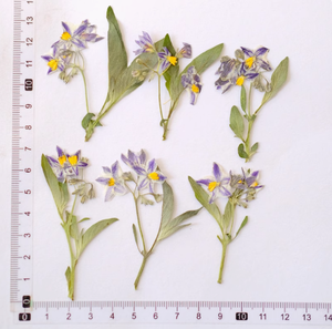 <span class=keywords><strong>Iris</strong></span> <span class=keywords><strong>Tectorum</strong></span> Fleur Avec Branches Mix Packs Série Scrapbooking Résine Époxy Plante Naturelle Écologique - Product Image 6