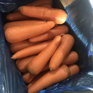 Cenouras Orgânicas Frescas para Uso Alimentar Preço Competitivo por Atacado - Product Image 1