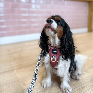 Mango de diseñador Servicio de entrenamiento de senderismo Mascota gato Perro Cachorro Arnés y correa Conjunto Arnés canino de lujo para pastor alemán <span class=keywords><strong>Whippet</strong></span> - Product Image 4