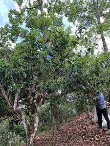 卸売カスタム雲南有機プーアル茶塊、サシェ箱入りバルクパック、発酵加工済み - Product Image 4