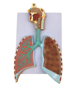 Modèle en relief du système respiratoire humain vert, <span class=keywords><strong>anatomie</strong></span> des poumons, matériau PVC, taille réelle, pour usage hospitalier et scolaire, modèle G-3020 - Product Image 6