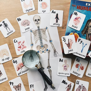 Cơ thể con người THẺ FLASH thẻ vật lý Flashcards Giải Phẫu - Product Image 2