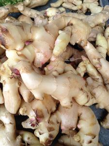 Vente en gros de racine de gingembre frais biologique Gingembre mature de haute qualité fabriqué au Vietnam Fabricant - Product Image 4
