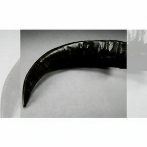 ฮอร์นเขาควายธรรมชาติแกะสลักโบราณสำหรับดื่มสำหรับเทศกาลคริสต์มาส - Product Image 1