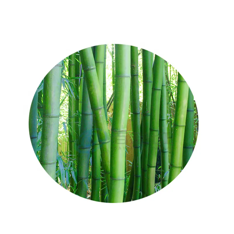 Cina origine di alta qualità bambù greggi polpa di fibra di bambù prezzo all'esportazione