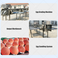 Máquina Clasificadora de Huevos ORME, Seleccionadora por Peso, Impresora, Clasificadora Automática de Huevos, Precio