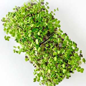 Año nuevo 2025 rectángulo Micropod Starter Kit-Semillas <span class=keywords><strong>de</strong></span> <span class=keywords><strong>aguacate</strong></span> microgreen para cultivo - Product Image 5