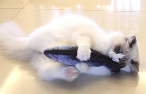 Simulación eléctrica USB, juguete interactivo para peces y gatos, diseño con tapa móvil con hierba gatera, juguete móvil eléctrico para masticar para gatos - Product Image 6