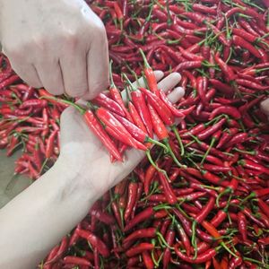 Piment frais cultivé au Vietnam en utilisant des méthodes agricoles sûres niveau élevé de capsaïcine adapté aux marchés mondiaux - Product Image 5