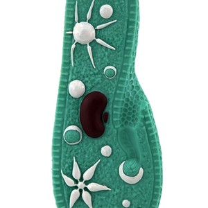 Modèle Paramecium 33103 : Structure interne typique d'un organisme à cellule unique ; Éducation scientifique au collège - Product Image 4