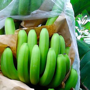 100% polypropylène banane tas couverture sac Spunbond Non tissé tissu préfabriqué perforé complet sac de protection pour banane - Product Image 1