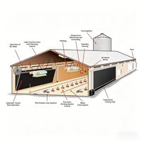 Nouvel équipement avicole entièrement automatique : Système efficace de ligne d'alimentation et d'abreuvement par silo pour poules pondeuses et poulets de chair en élevage