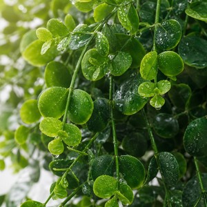 Plante artificielle réaliste en eucalyptus, guirlande verte suspendue, feuillage simulé <span class=keywords><strong>pour</strong></span> décoration murale intérieure, style nordique - Product Image 4