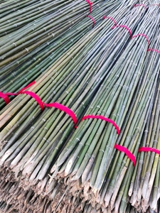 <span class=keywords><strong>Poteau</strong></span> en Bambou Tonkin 26/28mm X 295cm, <span class=keywords><strong>Support</strong></span> Arbres - Product Image 6
