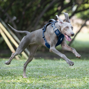 Harnais pour chien HY Max Comfort en forme de Y avec 3 boucles intelligentes, mouvement libre, entrée facile, ajustement personnalisable, 3 clics, harnais pour chien sans traction - Product Image 6