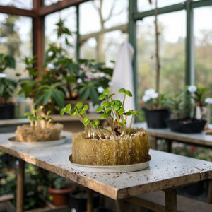 חממות חקלאיות חממות זרע נביטה אטמים סלע הידרופוניקה קוביות אואזיס - Product Image 5