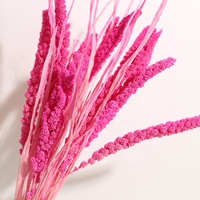 Rumput Kering Setaria Italica (Foxtail Millet) Alami untuk Dekorasi Vas Rumah Bergaya Rustic