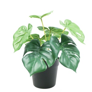 Vero tocco 7lvs 28cm alto <span class=keywords><strong>Mini</strong></span> Monstera <span class=keywords><strong>Bonsai</strong></span> - Product Image 3