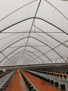 Fabricants de kits de plantation de tomates <span class=keywords><strong>en</strong></span> serre, serre <span class=keywords><strong>agricole</strong></span> <span class=keywords><strong>en</strong></span> film plastique multi-voûtes personnalisée - Product Image 4