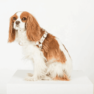 防水 バイオ シリコン ドッグ ハーネス セット ペット カラー リード セット 卸売 デザイナー 調節可能 カスタム PVC ステップイン ドッグ ハーネス - Product Image 5