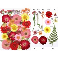Fleurs pressées et feuilles séchées mélangées pour loisirs créatifs, matériel artisanal pour autocollants DIY et art floral fait main
