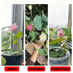 Origine du Nénuphar Facile à cultiver et à faire fleurir toute l'année - Product Image 3