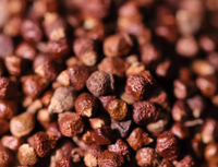 100g al por Mayor de Frutos Secos de Aframomum Melegueta Africana de Alta Calidad, Pimienta de Guinea, Granos de Paraíso Secos al Sol Naturales
