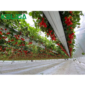 Cereza/UVA/arándano Plantación Cobertizo Película plástica Invernadero Plantación Túnel alto Refugio de lluvia Invernadero - Product Image 1
