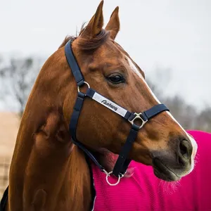 Materiale per fettuccia a cavallo durevole accetta la stalla del cavallo con cavezza sportiva equestre all'ingrosso personalizzata