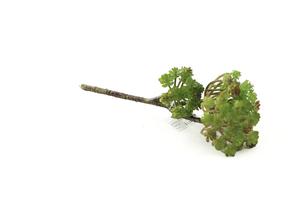 Nuevo diseño al por mayor barato encantador <span class=keywords><strong>de</strong></span> la casa y el jardín <span class=keywords><strong>de</strong></span> flores unpotted artificial <span class=keywords><strong>plantas</strong></span> suculentas en venta - Product Image 5