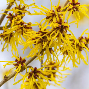 Vente chaude Hamamelis Virginiana Extrait Poudre 10:1 Extrait d'hamamélis dans l'emballage du tambour Meilleur prix - Product Image 5