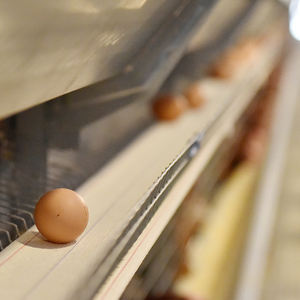 <b>Poultry</b> feeder chicken farming <b>poultry</b> farming equipment <b>poultry</b> feeders and <b>drinkers</b> chicken - Product Image 5