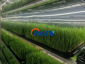 Ligne de production de germination facile à utiliser, bac de germination de céréales, grande capacité, machine à fourrage hydroponique - Product Image 2