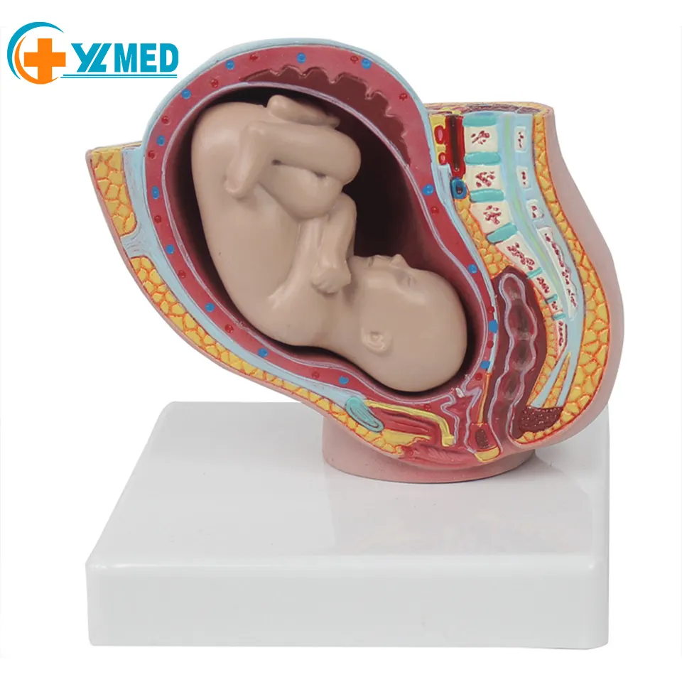 Female reproduction Human anatomy Uterus anatomy of the female pelvis using a 9-month gestation fetal uterus reproduction model