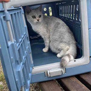 Taşınabilir Çevre Dostu Plastik Köpek Taşıyıcısı Kedi Kafesi Katlanabilir Küçük Dikdörtgen Sırt Çantası Düğme Kapatmalı Nefes Alabilen Evcil Hayvan Çantası Havayolu Onaylı - Product Image 5