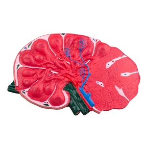 Modèle d'agrandissement de ganglion lymphatique en résine PVC robuste nouvel équipement éducatif - Product Image 1