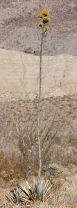 Kit de inicio de jardín de flores del desierto moderno 10 Cactus y flores silvestres maceta de interior colgante para su propio suelo de <span class=keywords><strong>oasis</strong></span> al aire libre usando - Product Image 6